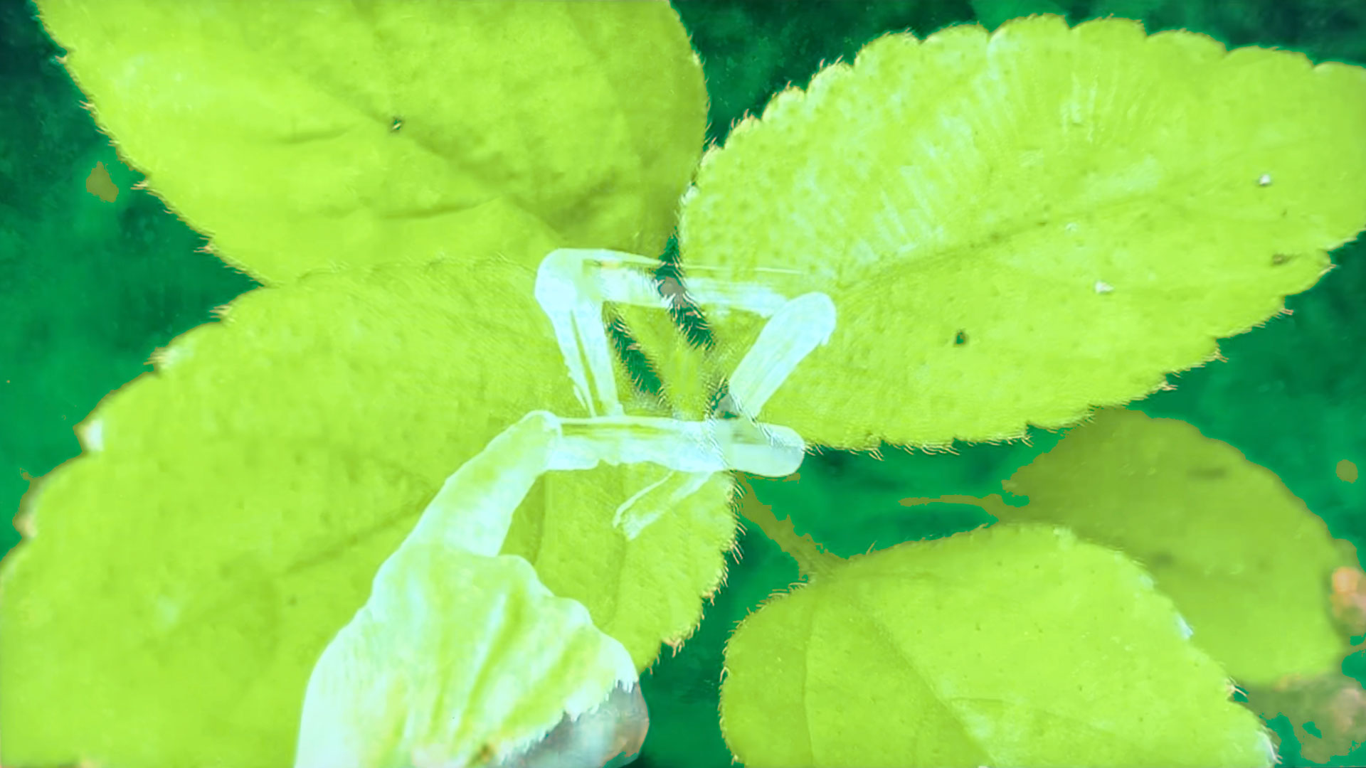 Elements_Leaf-Hand_CG-RYAN